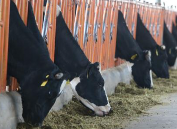 養牛必備的5種產品：緊急情況下能救牛命，養殖戶快收藏