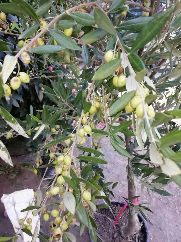 油料、園林綠化多用途常綠樹種——油橄欖