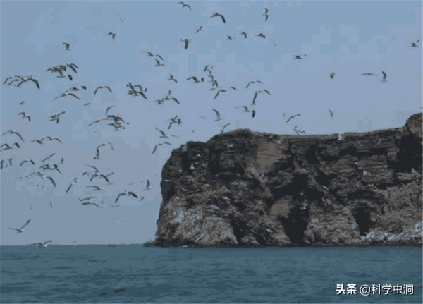 大連蛇島瘋狂“內卷”,一平方公里2萬多條蛇,島上的蛇越來越毒 大連蛇島瘋狂“內卷”,一平方公里2萬多條蛇,島上的蛇越來越毒