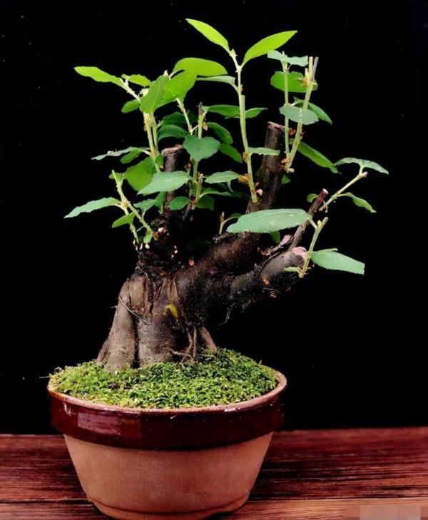 5種樹能當香水瓶，適合擺在客廳，外形優雅上檔次，還能淨化汙氣