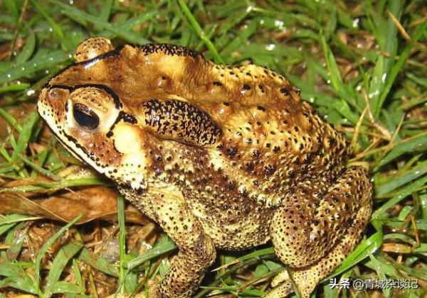 15億隻毒蟾蜍霸佔澳洲,狗狗舔食後上癮,鱷魚吞食後喪命 15億隻毒蟾蜍霸佔澳洲,狗狗舔食後上癮,鱷魚吞食後喪命