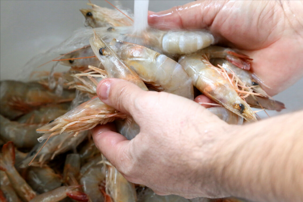 白灼蝦,切忌用水煮,老漁民教你一招,不加一滴水,吃著又鮮又嫩 白灼蝦,切忌用水煮,老漁民教你一招,不加一滴水,吃著又鮮又嫩