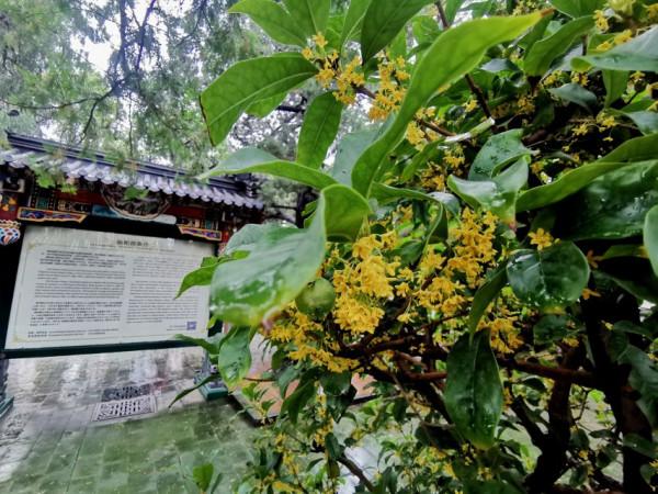 2021中秋佳節 頤和園中賞桂花