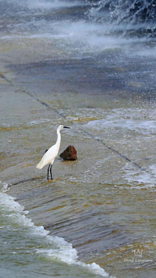 濱河溼地自然之境,鳥類“精靈”在此聚集 濱河溼地自然之境,鳥類“精靈”在此聚集