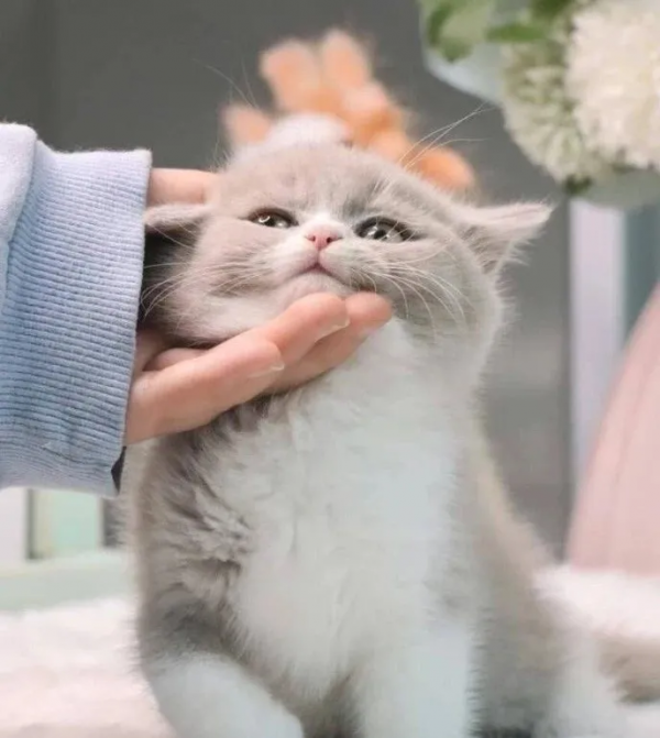 家裡有貓和沒貓有什麼區別? 家裡有貓和沒貓有什麼區別?