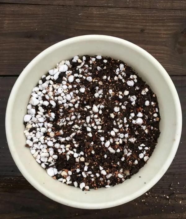 鬱金香就得小盆養，盆越小，花越多，明年照樣復花