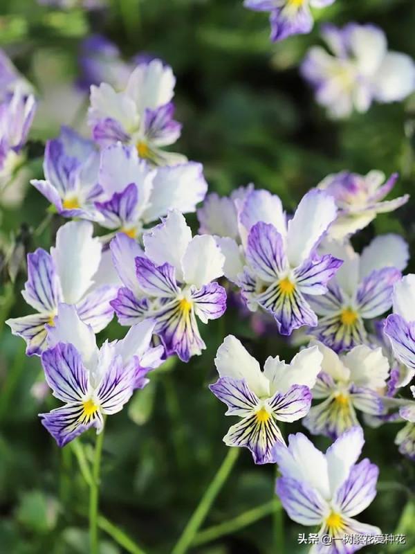 有沒被自制花肥臭懵過,這8種自制肥別亂做,踩過的坑、流過的淚 有沒被自制花肥臭懵過,這8種自制肥別亂做,踩過的坑、流過的淚