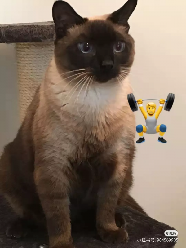 “下輩子,我再也不養暹羅貓了!” “下輩子,我再也不養暹羅貓了!”