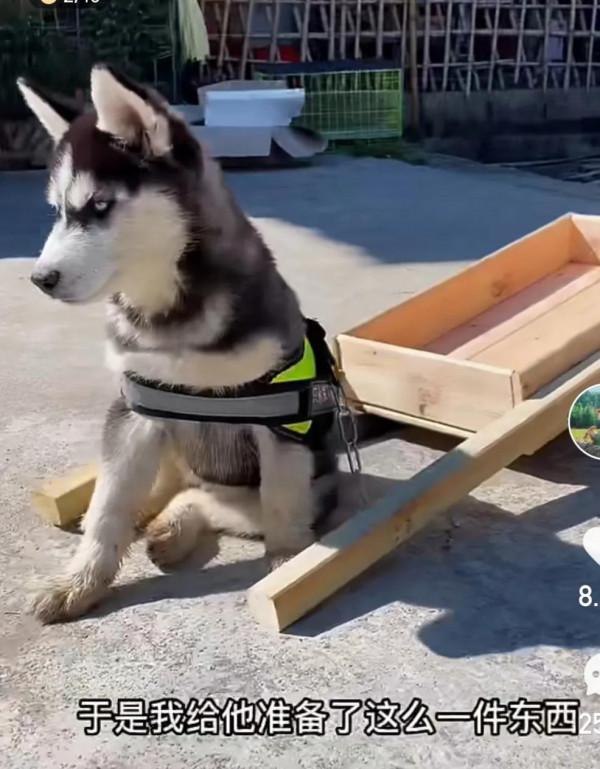 阿俊的二哈小年年跑丟了,大家幫忙找找 阿俊的二哈小年年跑丟了,大家幫忙找找