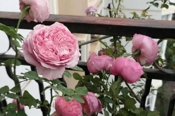 香蕉皮橘子皮泡水，澆到花盆裡，花多葉綠還茂盛