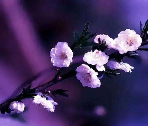 世界金獎醉美的花卉