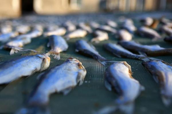 小辣魚零食是用什麼魚做的？是魚療店裡的退休小魚嗎？