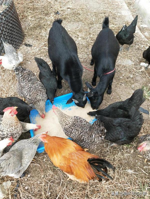 接地氣的小微型家庭農場