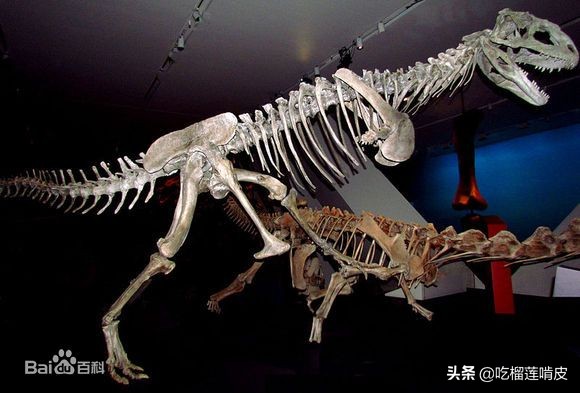 牛龍 （屬名：Carnotaurus）