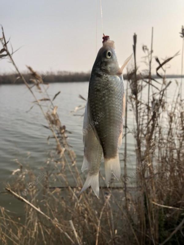 2022垂釣日誌之1，成子湖支流這河魚怎麼這麼瘋