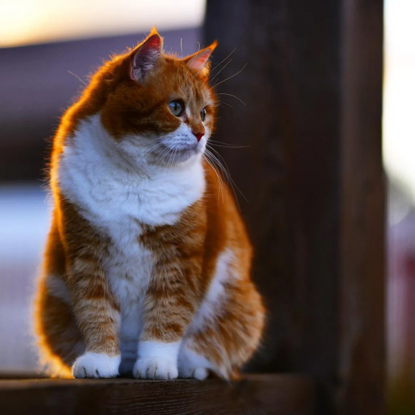 俄羅斯的胖橘，從流浪到人生贏家~逆襲喵生開始