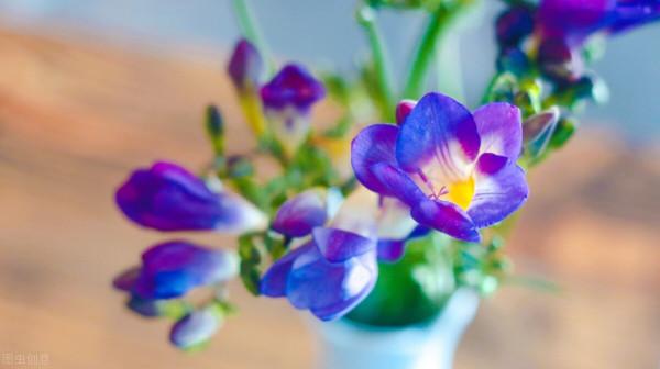 30種藍色的花卉裡面,你見過的有多少種? 30種藍色的花卉裡面,你見過的有多少種?
