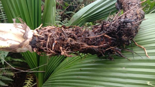 用仙茅根煮水泡腳，祛風除溼，90歲老媽走路靈活