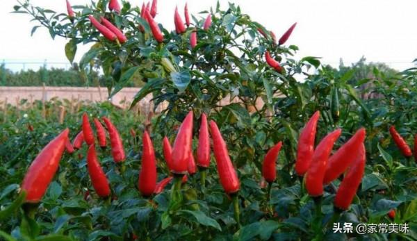 中國哪的辣味最好吃？5個公認能吃辣的省份，各有什麼獨到之處？