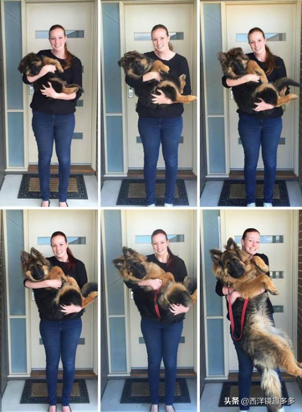 你的小狗狗長大啦，但是有些事永遠不會變