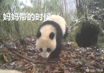 紅外相機時隔2年拍到同一只熊貓 紅外相機時隔2年拍到同一只熊貓