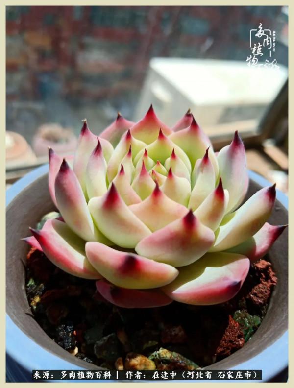 落葉知秋,願你安好 落葉知秋,願你安好