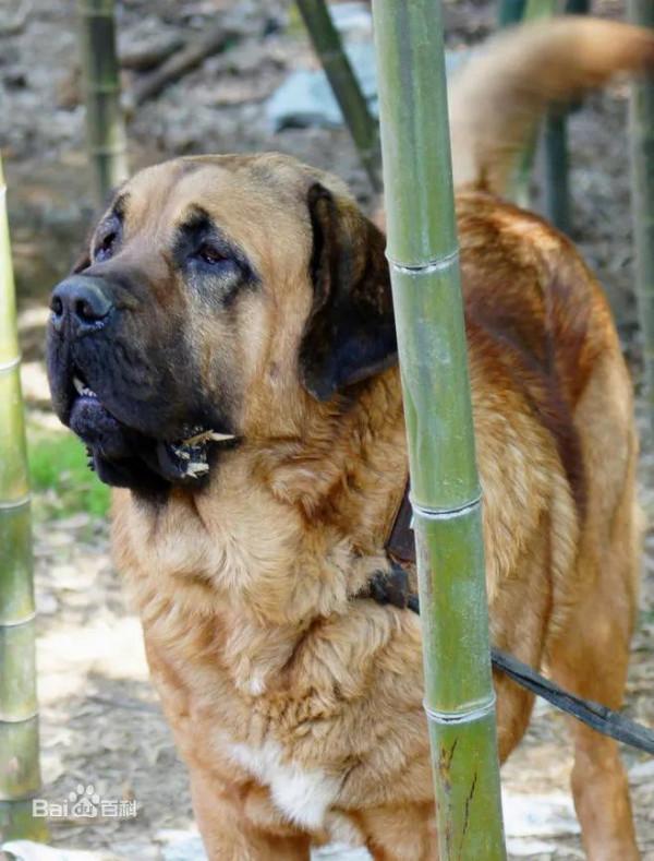 藏獒 威武 兇猛 忠誠