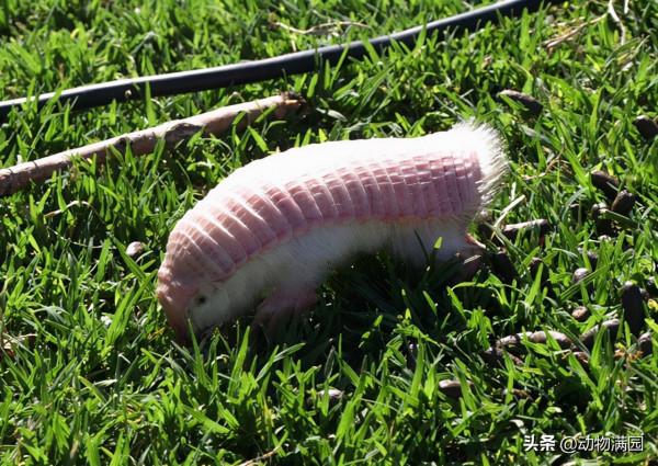 物種百科：倭犰狳