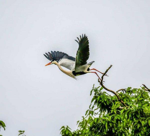 識鳥課堂|美麗的蒼鷺欣賞 識鳥課堂|美麗的蒼鷺欣賞