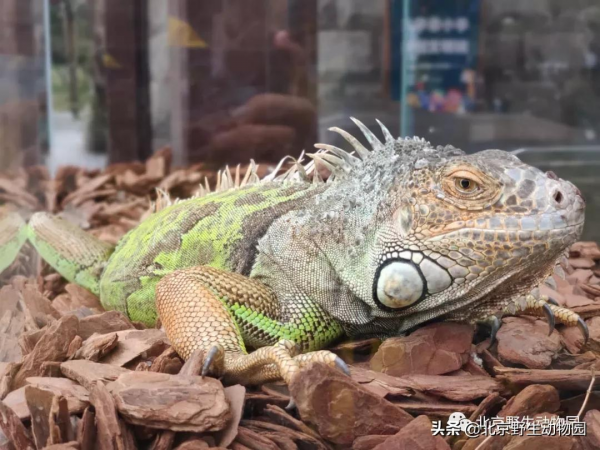 深秋時節，與動物相遇