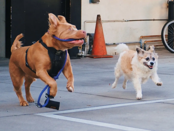 狗狗看了想暗殺主人的照片（閱後即焚）