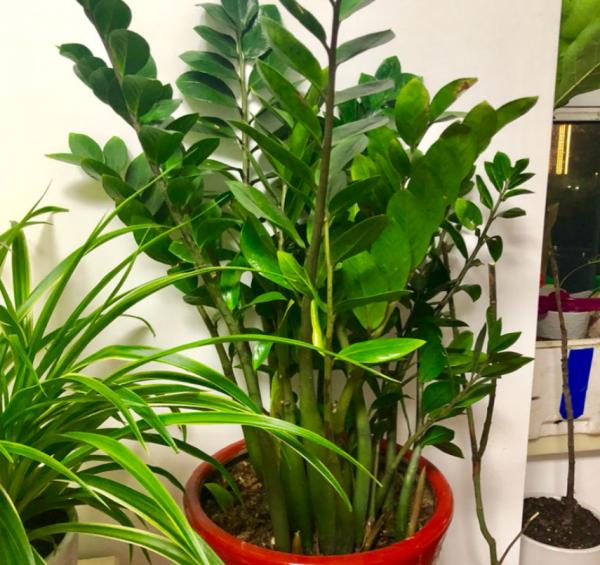 6種“吉利花”，養在客廳最適合，好看又大氣，不見光照也能開爆