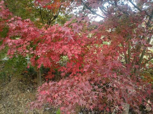 南飛大雁書人字，墜地紅葉燃相思。望穿秋水競無義，萬解楓