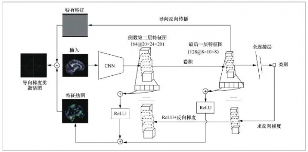 基於深度學習的大腦性別差異分析 基於深度學習的大腦性別差異分析