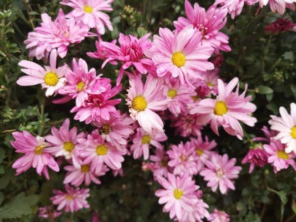 耐寒花清單，10種花能耐零下15度，秋冬養正合適