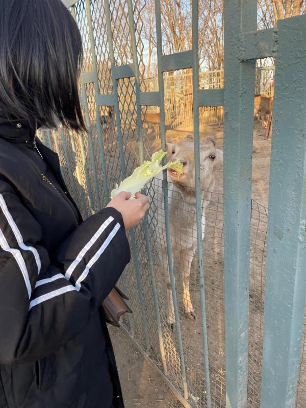 喂小鹿的快樂時光