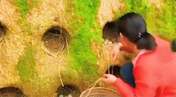 劉永軍創新的養雞3.0版本,在“別墅”中養雞大獲成功 劉永軍創新的養雞3.0版本,在“別墅”中養雞大獲成功