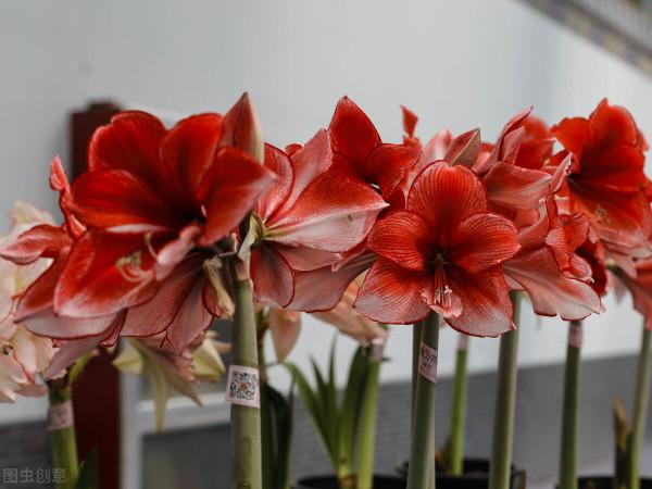 雙11花草“值得買”清單,共16種,後3種“吉祥如意”,重點關注 雙11花草“值得買”清單,共16種,後3種“吉祥如意”,重點關注