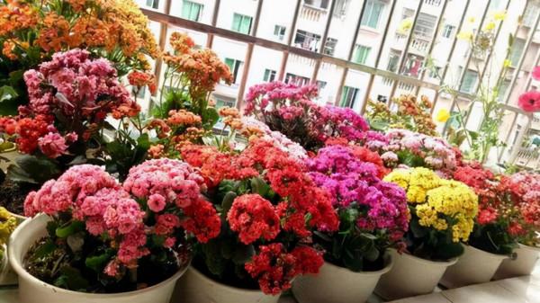 人養花,花亦養人!10種小盆栽,晚上不爭氧,適合養臥室 人養花,花亦養人!10種小盆栽,晚上不爭氧,適合養臥室