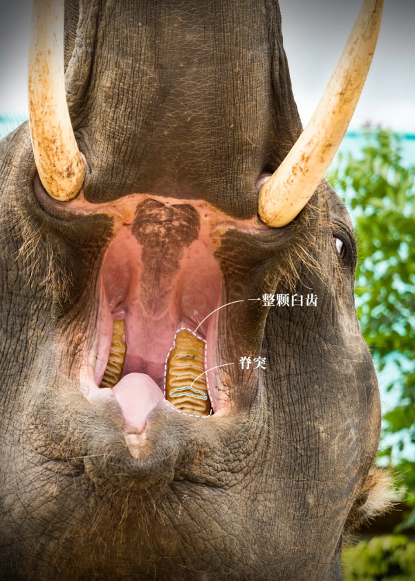 2021年度動物，是誰？