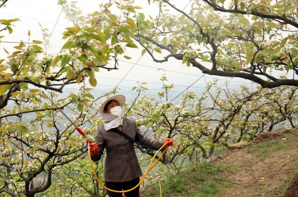 該治蚧殼蟲了，這4類農藥是蚧殼蟲的剋星，科學使用，包治蚧殼蟲
