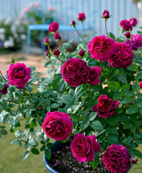 5種漂亮花，冬天“愛睡覺”，少水“缺糧”多曬曬才能長得好