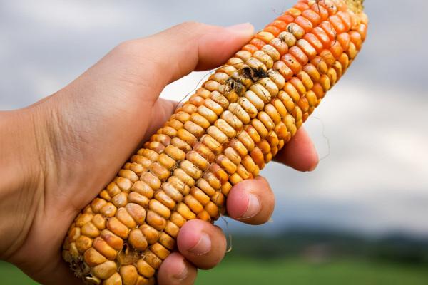 女子接觸黴變玉米後肺部長滿真菌!黃黴曲素的危害別小看 女子接觸黴變玉米後肺部長滿真菌!黃黴曲素的危害別小看