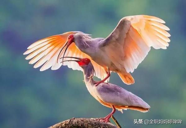 分享&mdash;&mdash;珍貴的稀有鳥類