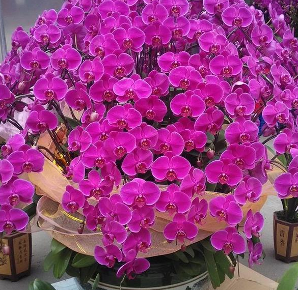 7種“富貴花”，平時一般般，過年才開花，擺家裡，好運連連