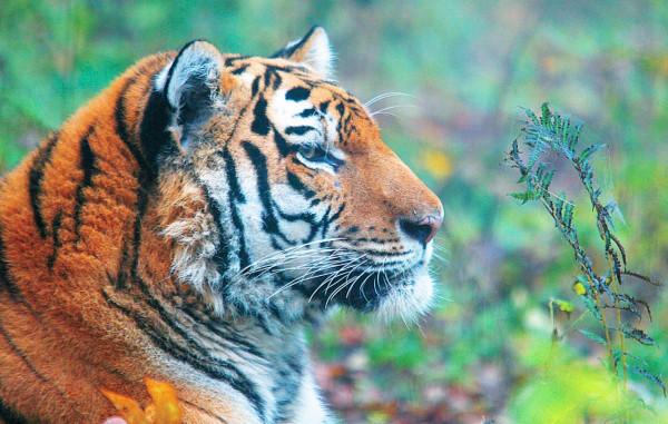 1.46萬平方公里,才只有50只東北虎,我國的保護成果在哪裡? 1.46萬平方公里,才只有50只東北虎,我國的保護成果在哪裡?