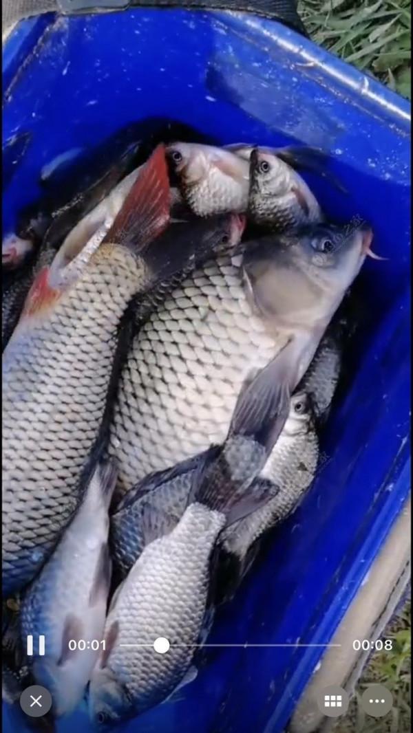 2022垂釣日誌之1，成子湖支流這河魚怎麼這麼瘋