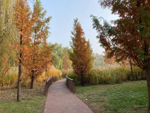 北京紅領巾公園秋色景美 北京紅領巾公園秋色景美