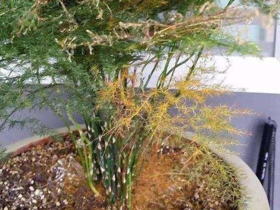 文竹養不好，是因為有“4怕”，不及時糾正，葉片就會發黃