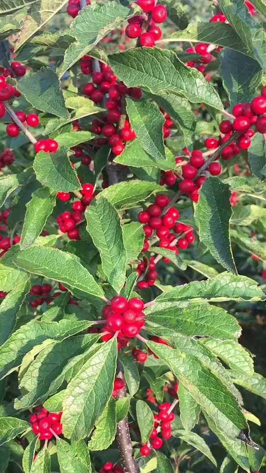 “一支冬青,紅火過年”,北美冬青為何是花中“愛馬仕” “一支冬青,紅火過年”,北美冬青為何是花中“愛馬仕”